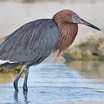 Reddish Egret